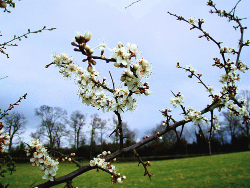 Blackthorn Plant