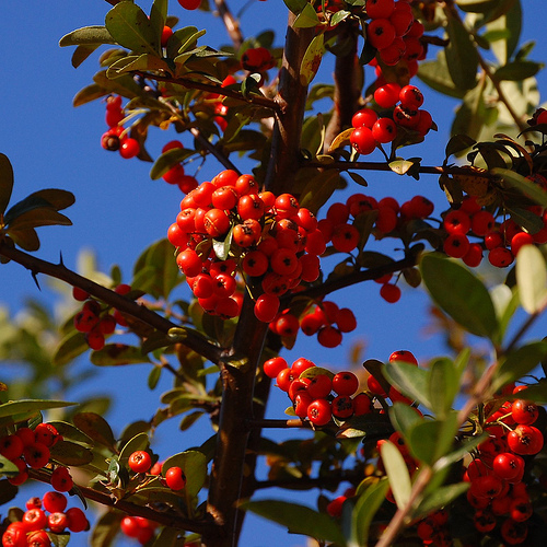 Pyracantha Plant