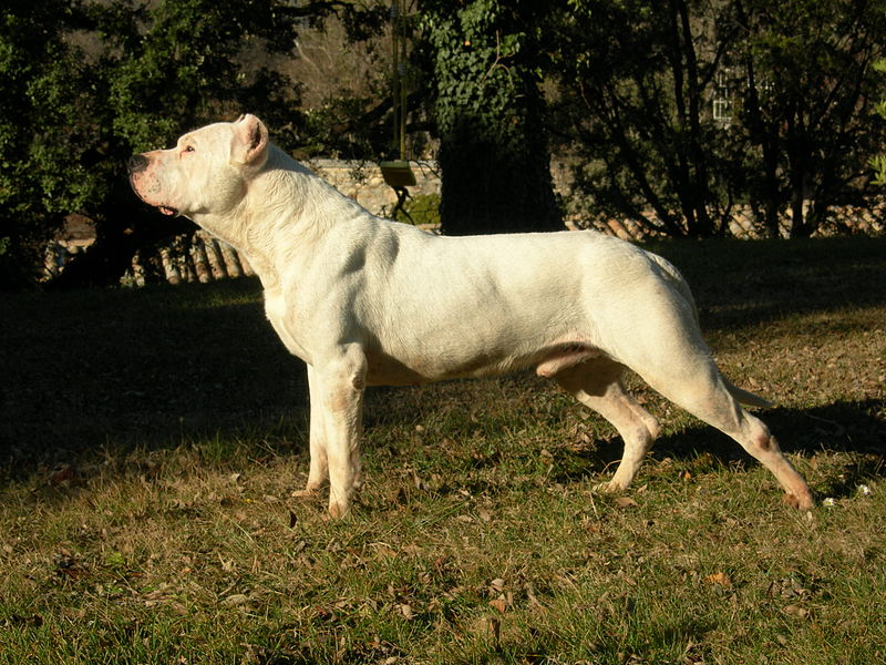 Dogo_argentino