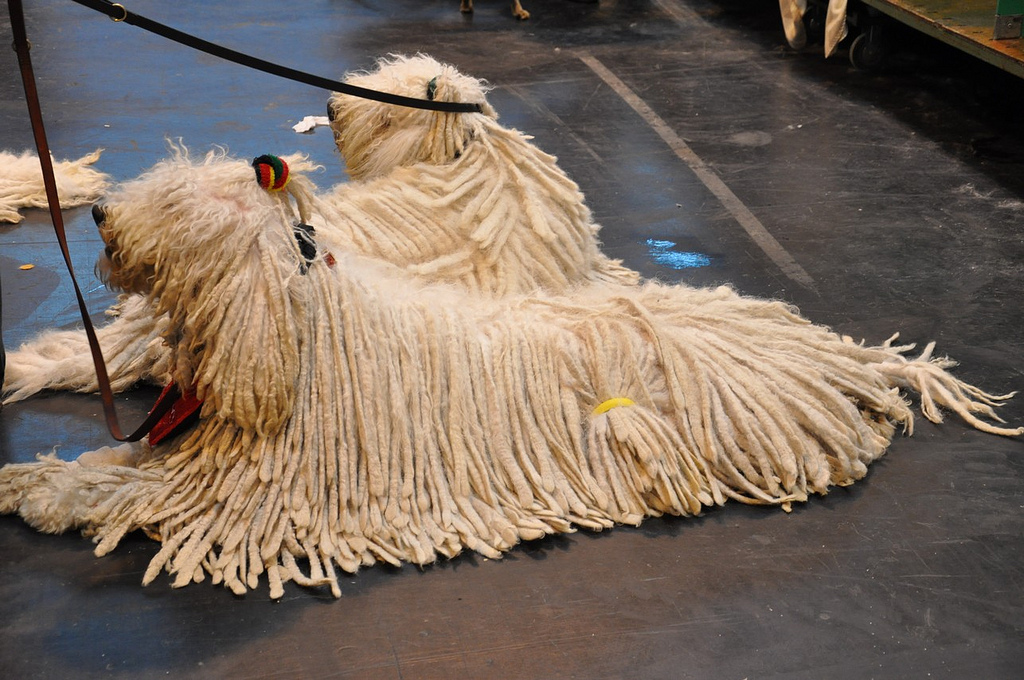 Komondor