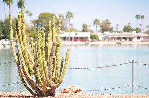 A cactus in Sun City, AZ.
