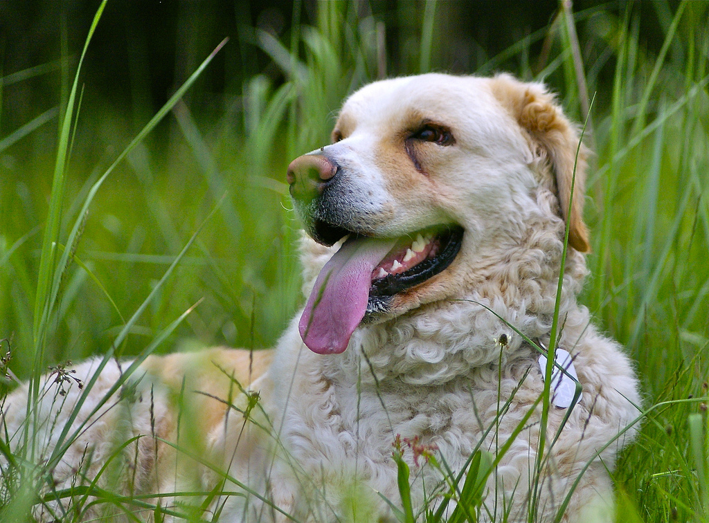 kuvasz