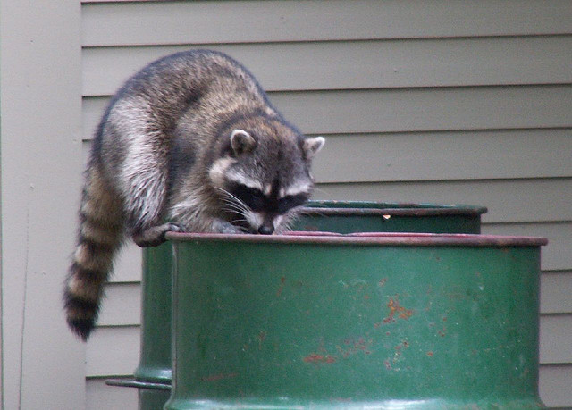 sneaky_raccoon