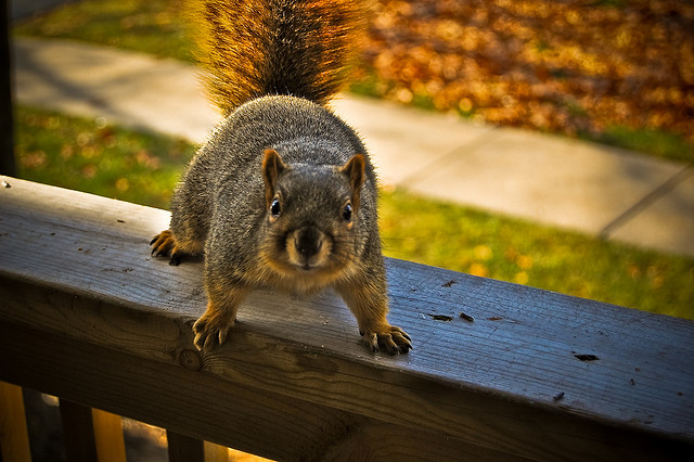 squirrell